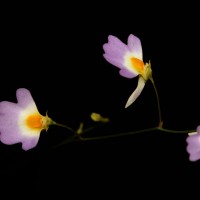 Utricularia striatula Sm.